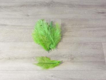15 Straußenfedern 12 bis 20 cm limonengrün B-Ware