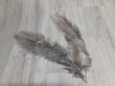 2 Straußenfedern 30 bis 35 cm hellgrau