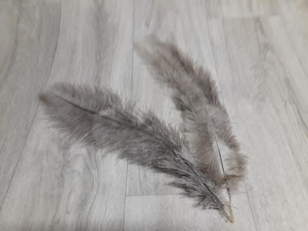 2 Straußenfedern 30 bis 35 cm hellgrau