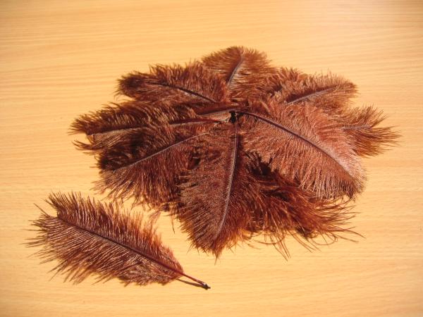 30 kleine Straußenfedern 5 bis 12 cm braun