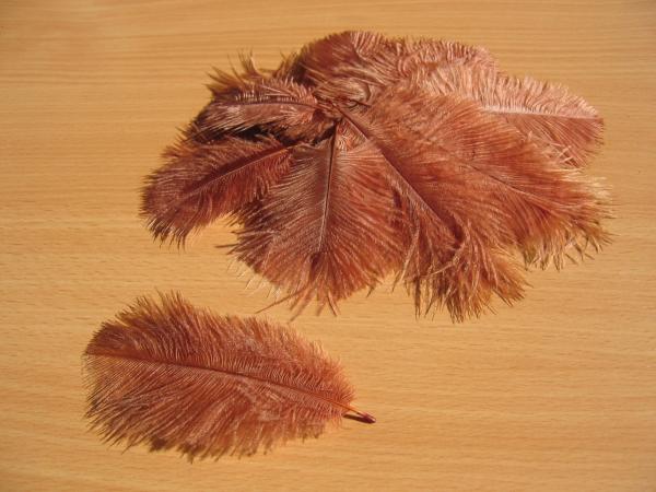 30 kleine Straußenfedern 5 bis 12 cm zobel